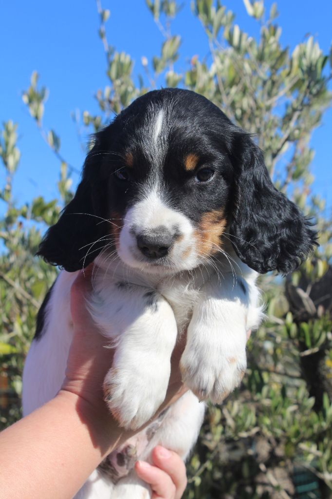 D'Azur Addict - Chiots disponibles - English Springer Spaniel