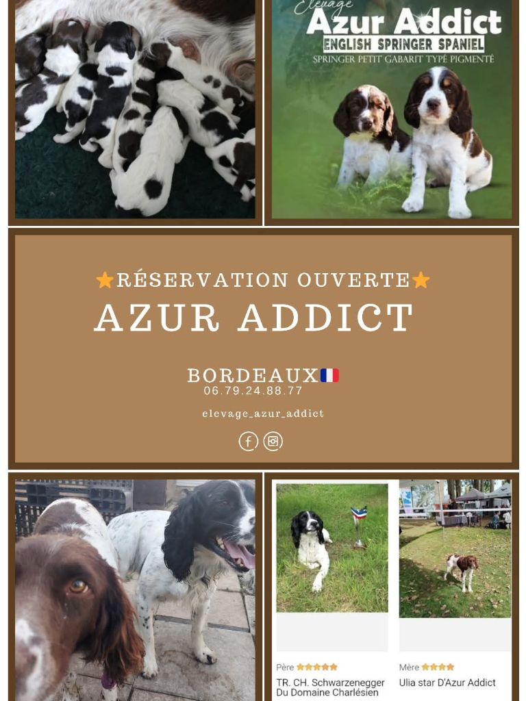 D'Azur Addict - English Springer Spaniel - Portée née le 23/08/2025