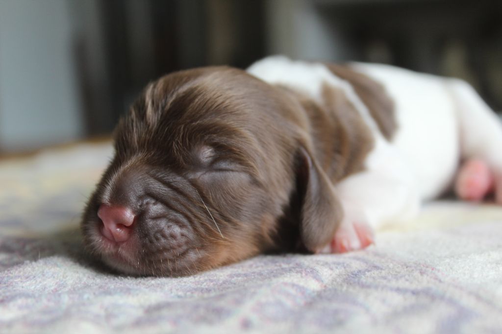 D'Azur Addict - Chiots disponibles - English Springer Spaniel