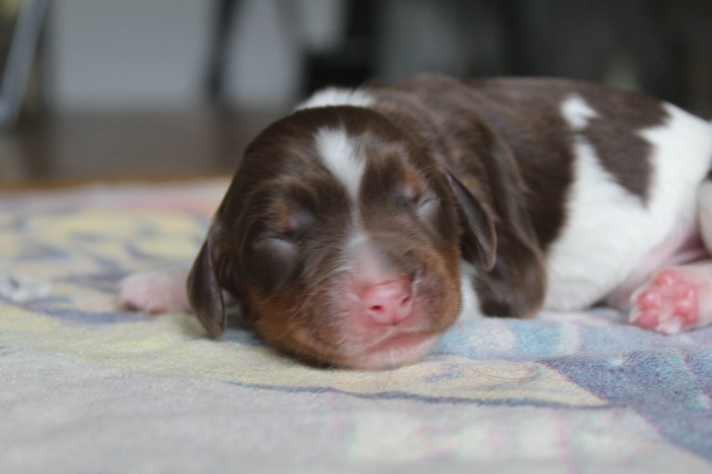 D'Azur Addict - Chiots disponibles - English Springer Spaniel