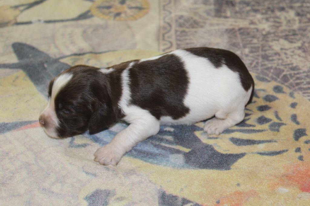 D'Azur Addict - Chiots disponibles - English Springer Spaniel