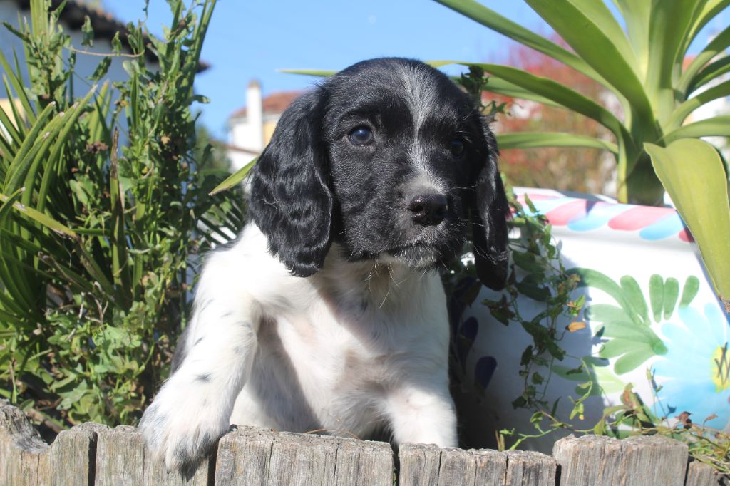 D'Azur Addict - Chiots disponibles - English Springer Spaniel
