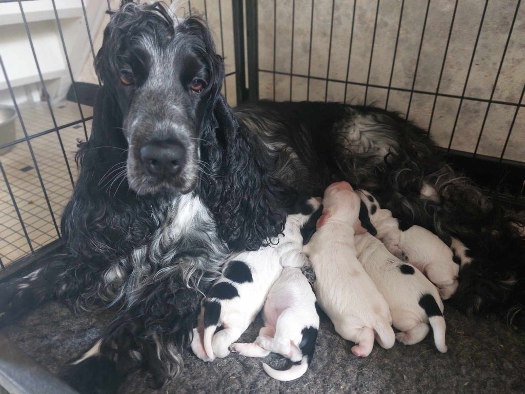 Chiot Cocker Spaniel Anglais D'Azur Addict