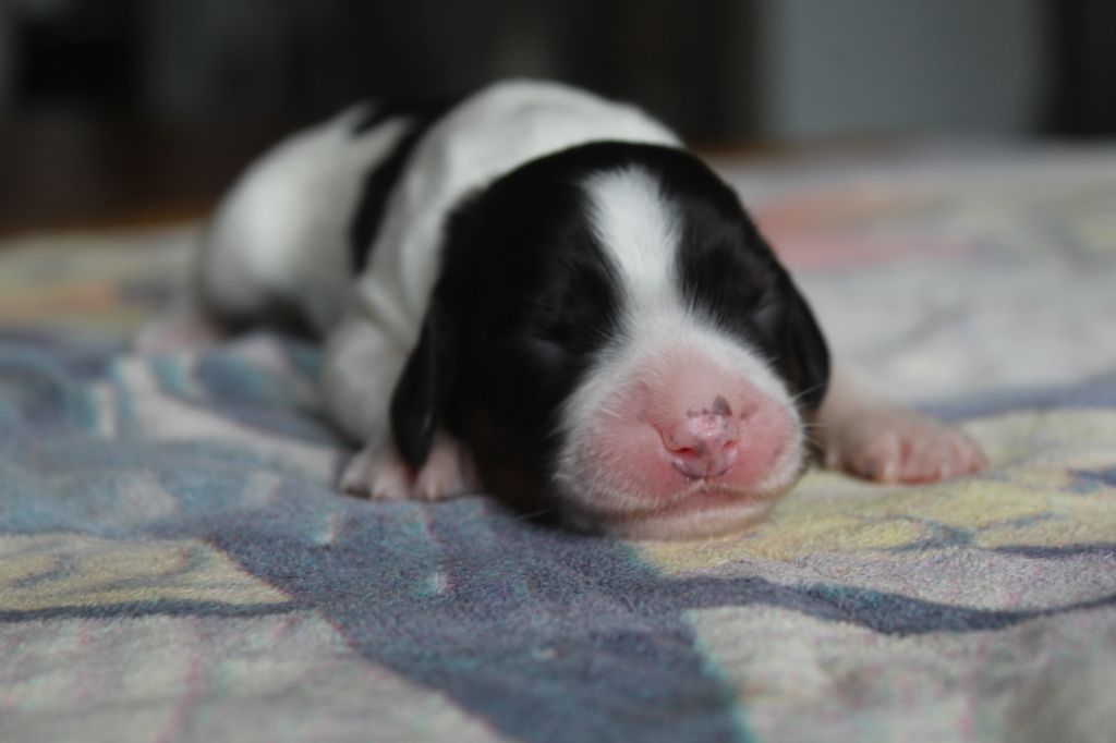 D'Azur Addict - Chiots disponibles - English Springer Spaniel