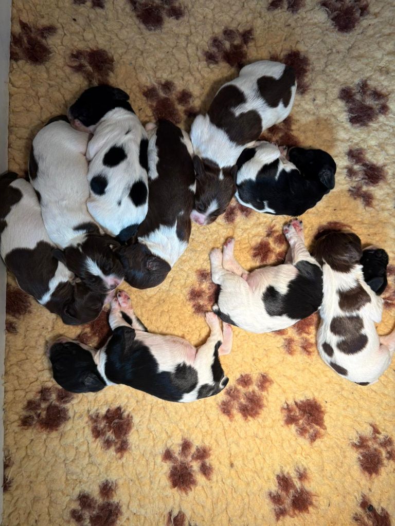 D'Azur Addict - English Springer Spaniel - Portée née le 27/10/2025