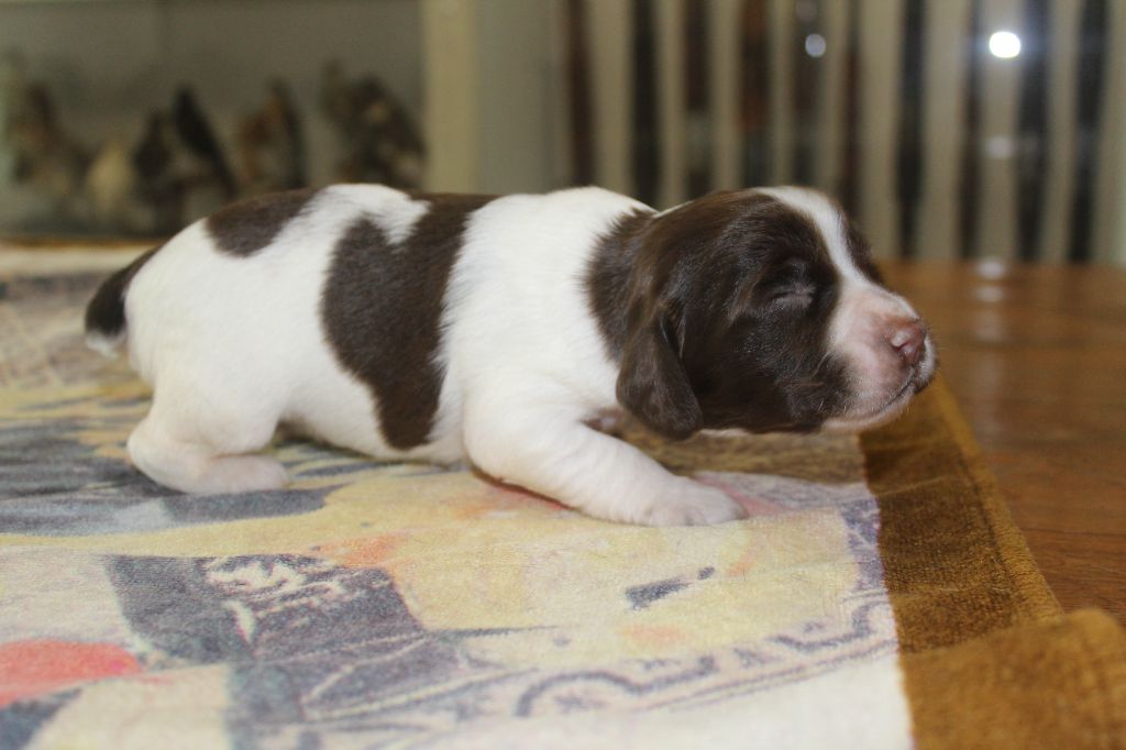 D'Azur Addict - Chiots disponibles - English Springer Spaniel