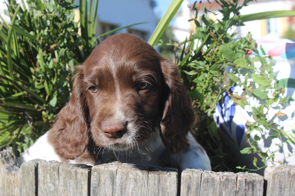 D'Azur Addict - Chiots disponibles - English Springer Spaniel