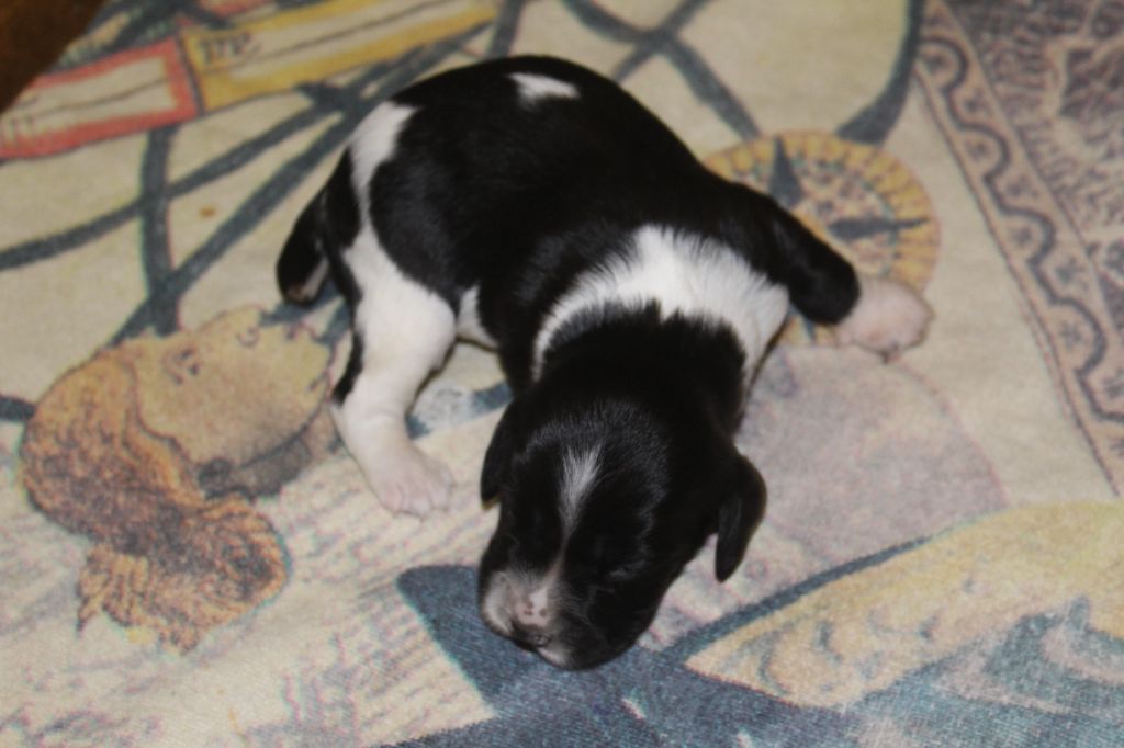 D'Azur Addict - Chiots disponibles - English Springer Spaniel